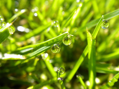 Lush Green Lawns Are Our Glendale Sprinkler Repair contractors Specialty